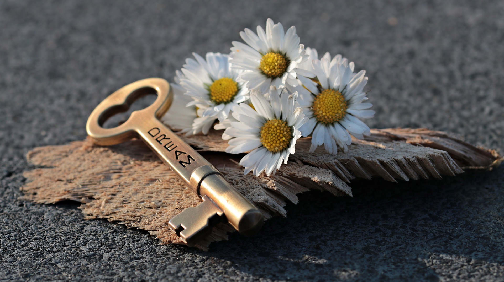 dream coach coaching feel free geluk emotie